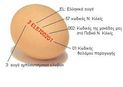 egg221 5